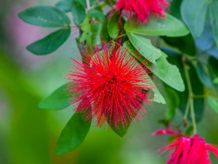 You are currently viewing Cultiver des plantes Fairy Duster – Entretien des Calliandra Fairy Dusters