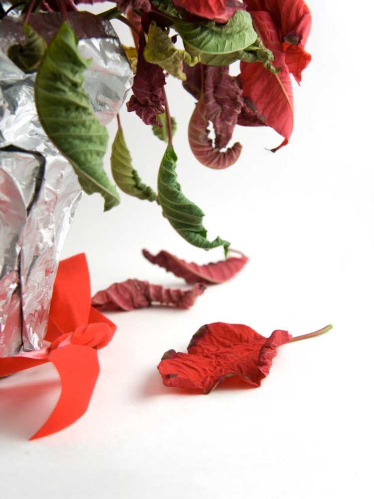 Lire la suite à propos de l’article Plante de poinsettia ratatinée : Fixation du poinsettia avec des feuilles ratatinées