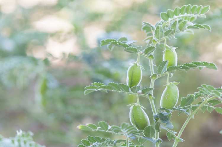 You are currently viewing Informations sur les pois chiches – Apprenez à cultiver des pois chiches à la maison