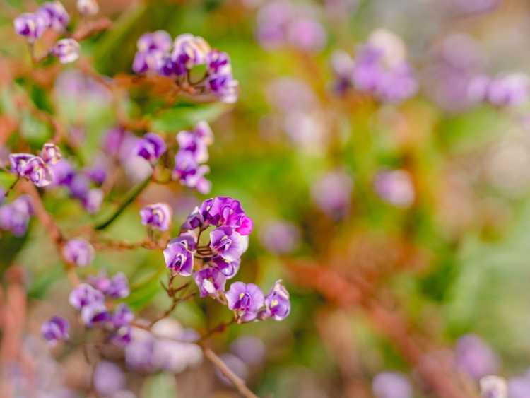 You are currently viewing Entretien des plantes de pois corail: comment cultiver du pois corail Hardenbergia