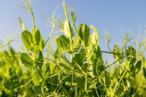 Lire la suite à propos de l’article Plants de pois sans gousses : principales raisons pour lesquelles les gousses de pois ne se forment pas