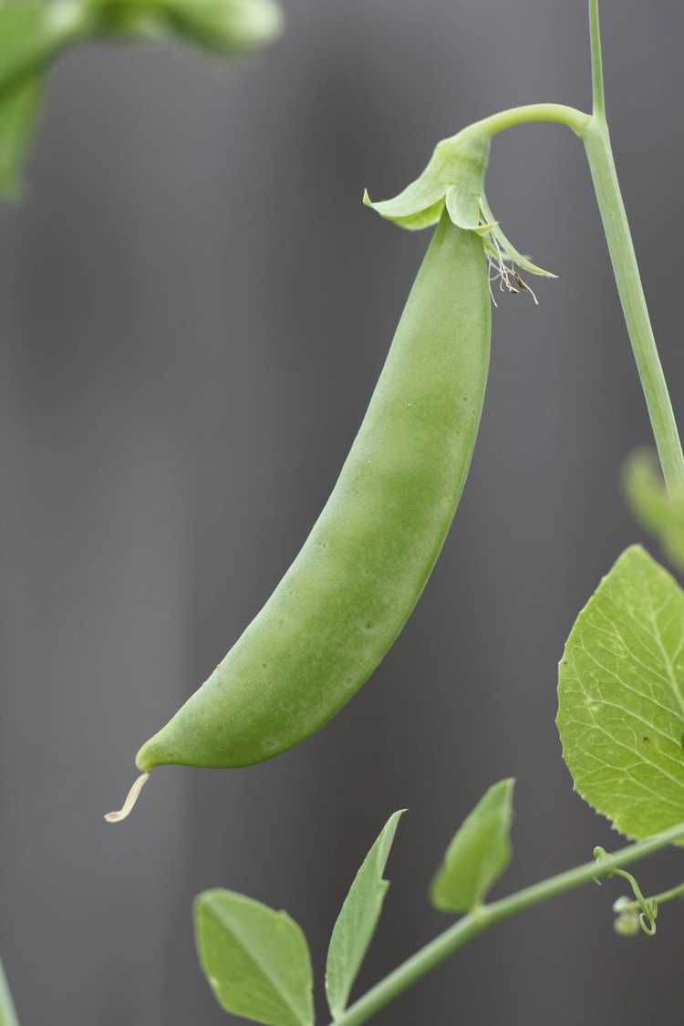 Lire la suite à propos de l’article Que sont les pois Sugar Ann – Comment faire pousser des plants de pois Sugar Ann