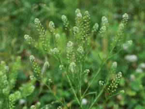 Lire la suite à propos de l’article Qu'est-ce que l'herbe poivrée : informations et soins sur l'herbe poivrée dans les jardins