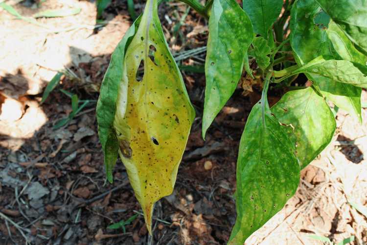 You are currently viewing Causes des feuilles jaunes sur un plant de poivron