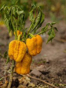Lire la suite à propos de l’article Flétrissement du poivre sur les plantes – Quelles sont les causes du flétrissement des poivrons