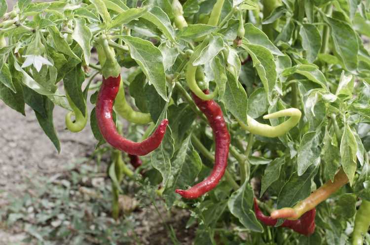 You are currently viewing Informations sur le paprika : pouvez-vous cultiver des poivrons paprika dans le jardin