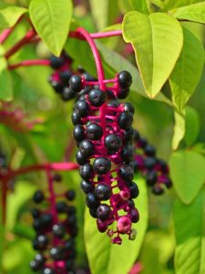 Lire la suite à propos de l’article Contrôler le Pokeweed : Comment se débarrasser des plants de Pokeberry