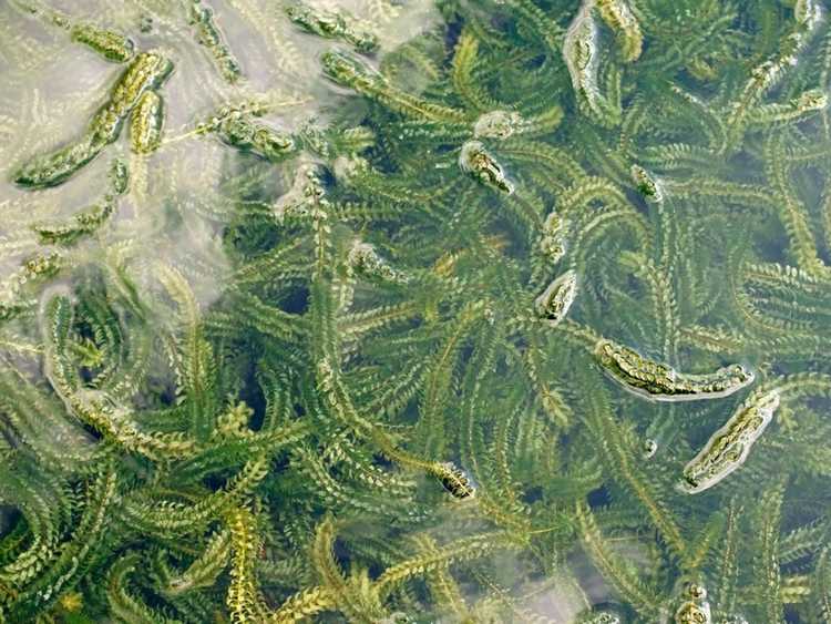 Lire la suite à propos de l’article Informations sur le potamot Elodea – Comment gérer les plantes Elodea