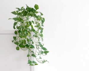 Lire la suite à propos de l’article Guide de taille des pothos – Comment couper les plantes de pothos