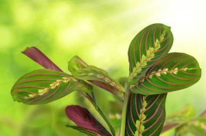 Lire la suite à propos de l’article Types de plantes de prière : cultiver différentes variétés de plantes de prière