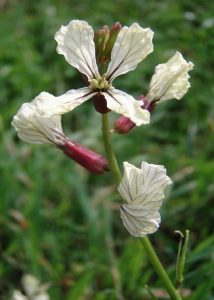 Lire la suite à propos de l’article Contrôle des radis sauvages : comment gérer les plants de radis sauvages