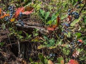 Lire la suite à propos de l’article Usine de raisin Cascade Oregon : découvrez les soins du raisin de l'Oregon dans les jardins