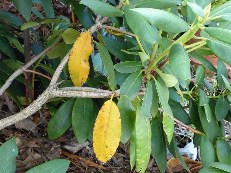 You are currently viewing Feuilles de rhododendron jaunes : pourquoi les feuilles jaunissent-elles sur le rhododendron