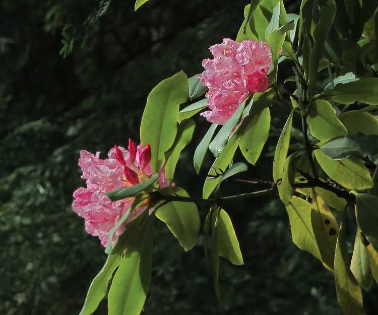 You are currently viewing Soins des rhododendrons du Pacifique – Comment faire pousser un rhododendron du Pacifique