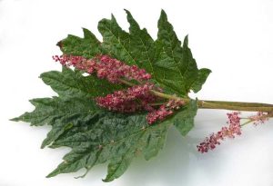 Lire la suite à propos de l’article Entretien de la rhubarbe ornementale : comment faire pousser une plante de rhubarbe chinoise