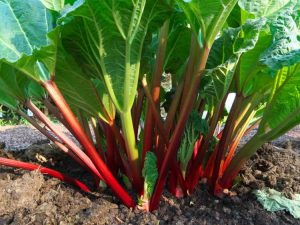 Lire la suite à propos de l’article Diviser les plants de rhubarbe : comment et quand diviser la rhubarbe