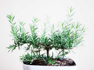 Lire la suite à propos de l’article Conseils topiaires au romarin : apprenez à façonner une plante de romarin