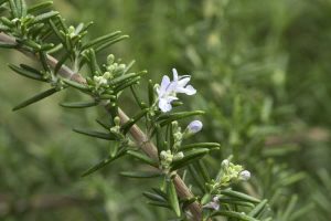 Lire la suite à propos de l’article Types de plantes de romarin : variétés de plantes de romarin pour le jardin