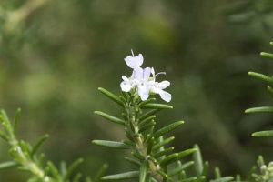 Lire la suite à propos de l’article Plantes de romarin blanc – En savoir plus sur la culture du romarin à fleurs blanches