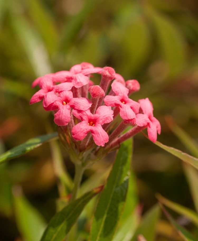 Lire la suite à propos de l’article Qu'est-ce qu'une rose de Panama – En savoir plus sur l'entretien des plantes de rose de Panama