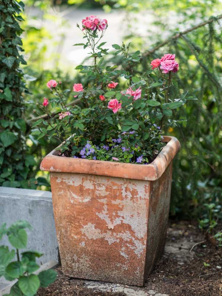 Lire la suite à propos de l’article En quoi une rose miniature est différente d’une rose miniflore