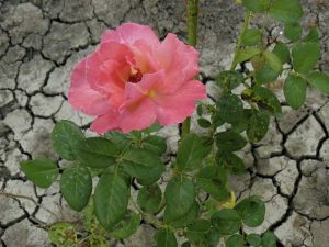 Lire la suite à propos de l’article Types de roses tolérantes à la sécheresse : existe-t-il des plantes de roses qui résistent à la sécheresse