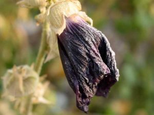 Lire la suite à propos de l’article Rose trémière en hiver: comment hiverner les plantes de rose trémière