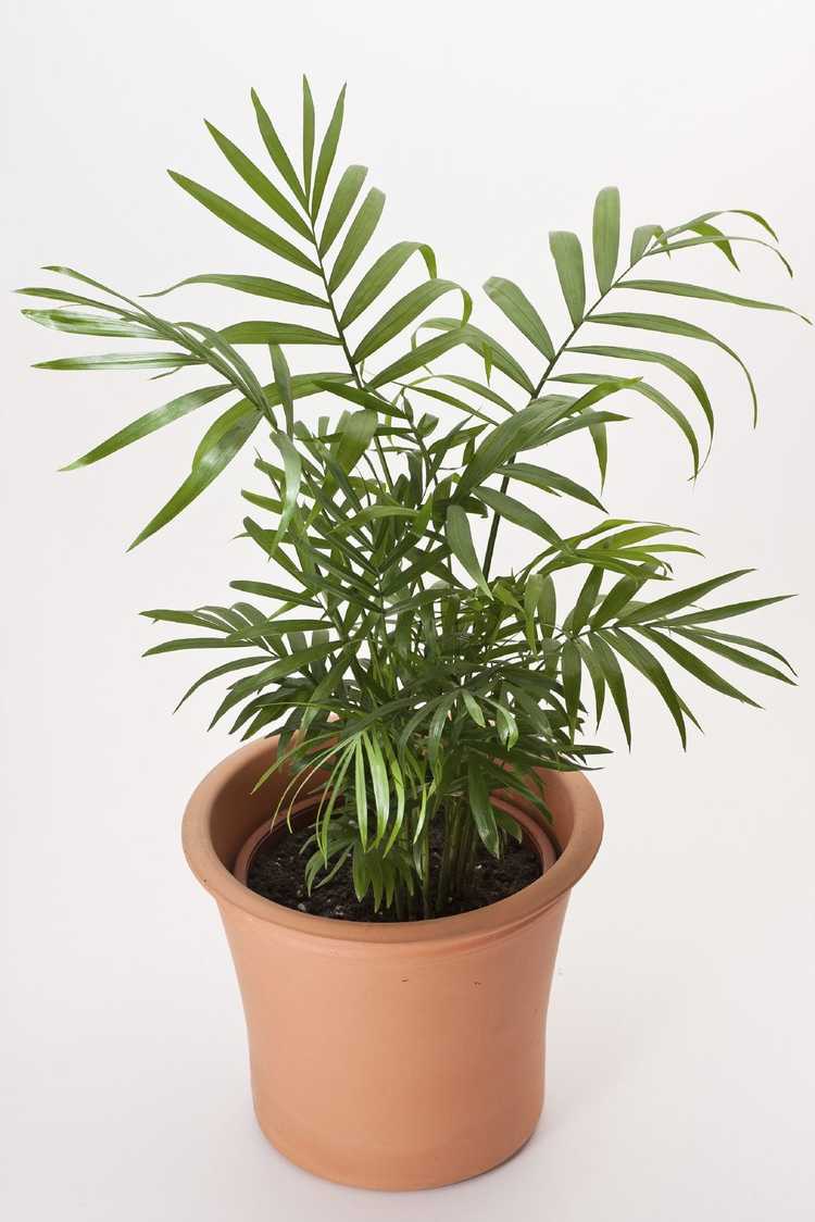 You are currently viewing Plantes d'intérieur de palmier de salon : comment prendre soin d'une plante de palmier de salon