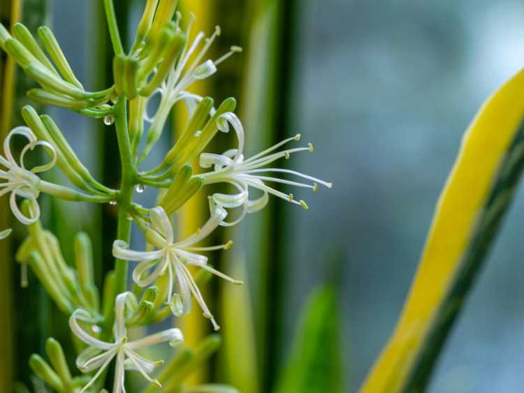 You are currently viewing Sansevieria Blooming: Fleurs d'un Sansevierias (langue de la belle-mère)