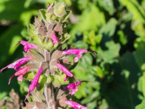Lire la suite à propos de l’article Entretien des plantes de sauge colibri: conseils pour cultiver des plantes de sauge colibri
