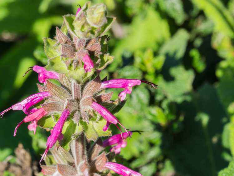 You are currently viewing Entretien des plantes de sauge colibri: conseils pour cultiver des plantes de sauge colibri