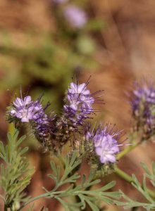 Lire la suite à propos de l’article Guide de plantation de sauge violette : qu'est-ce que la sauge violette et où pousse-t-elle