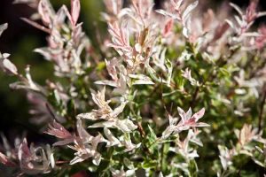 Lire la suite à propos de l’article Qu'est-ce qu'un saule flamant rose : soins du saule japonais pommelé