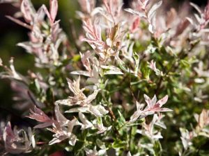 Lire la suite à propos de l’article Quel est le problème avec mon saule pommelé : problèmes courants liés au saule pommelé