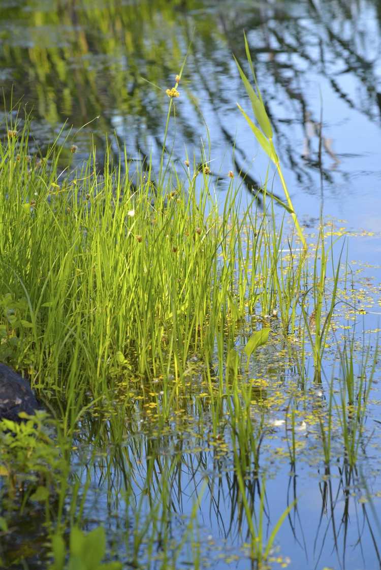 You are currently viewing Faits sur les plantes de scirpe : En savoir plus sur le contrôle du scirpe dans les étangs