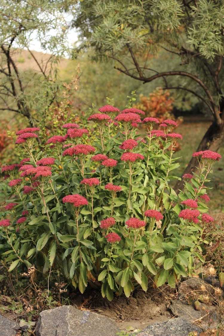 You are currently viewing Variété Autumn Joy Sedum – Apprenez à cultiver des plantes Autumn Joy