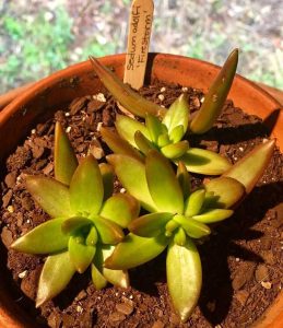 Lire la suite à propos de l’article Firestorm Sedum Care: Conseils pour cultiver une plante Firestorm Sedum