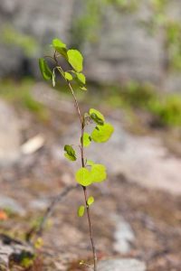 Lire la suite à propos de l’article Informations sur la transplantation de semis de tremble – Quand planter des semis de tremble