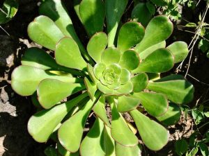 Lire la suite à propos de l’article Comment faire pousser une plante en soucoupe – Plante en soucoupe Aeonium Info