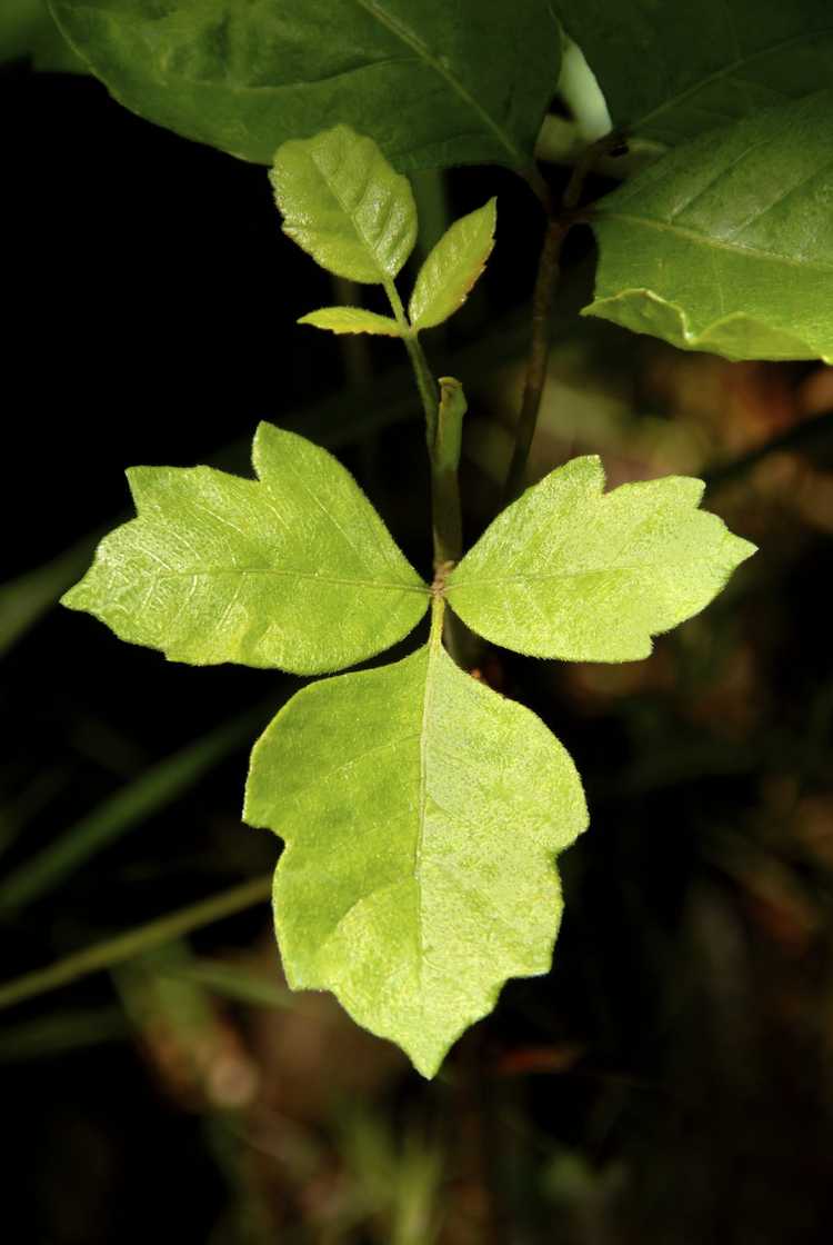 You are currently viewing Enlèvement de Poison Oak: Apprenez à vous débarrasser des plantes de Poison Oak