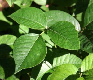 Lire la suite à propos de l’article Contrôle de l'herbe à puce : comment se débarrasser de l'herbe à puce