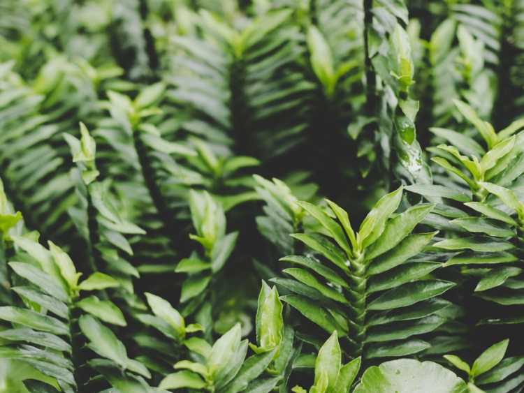 Lire la suite à propos de l’article Entretien des plantes de ténia – Comment faire pousser une plante de ténia