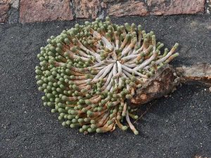 Lire la suite à propos de l’article Soins de la tête d'Euphorbia Medusa : Comment faire pousser une plante de tête de Méduse