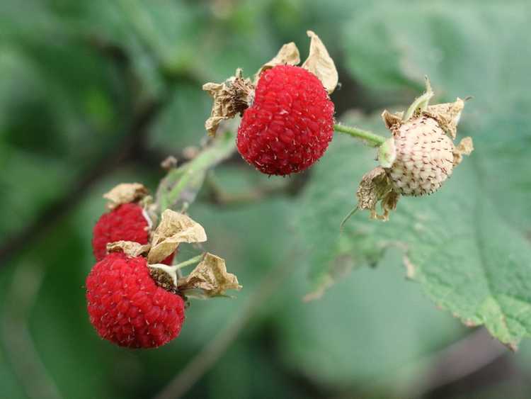 You are currently viewing Informations sur l'usine de Thimbleberry – Les Thimbleberries sont-elles comestibles