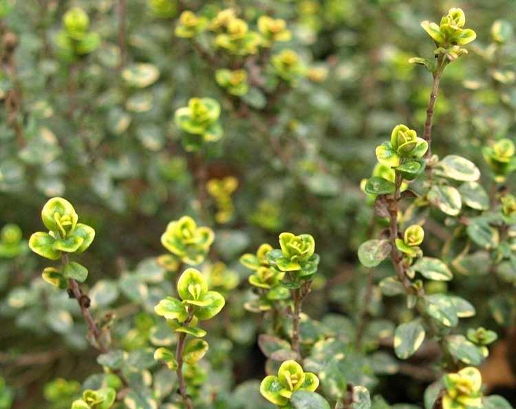 You are currently viewing Plantes anti-moustiques : découvrez les plantes qui éloignent les moustiques