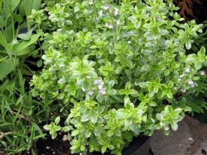 Lire la suite à propos de l’article Herbes de thym citronné : Comment faire pousser des plantes de thym citronné