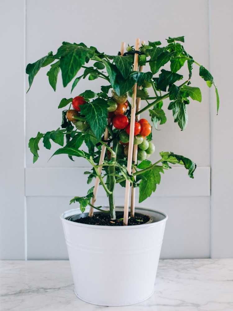 Lire la suite à propos de l’article Comment faire pousser des tomates dans des pots et des conteneurs