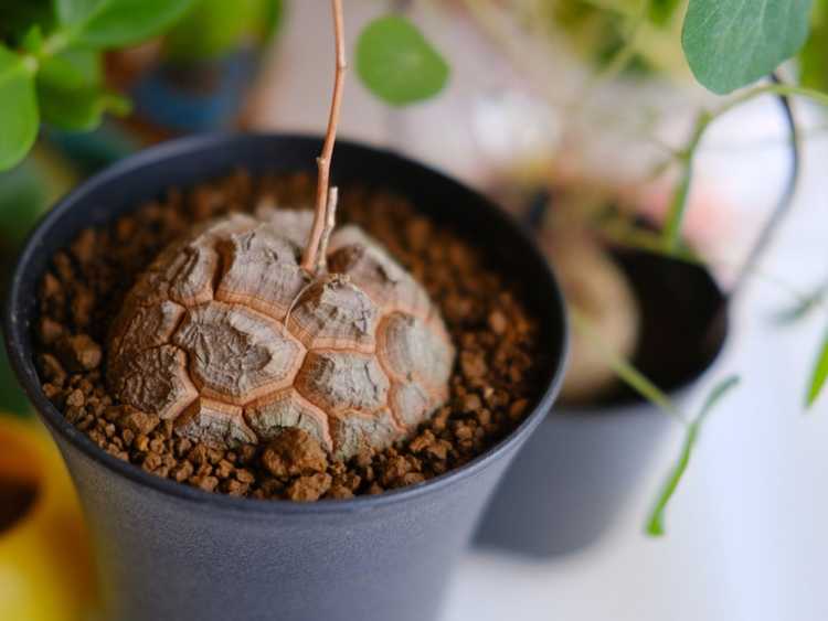 You are currently viewing Informations sur les plantes de tortues – En savoir plus sur l'entretien des plantes de tortues d'intérieur