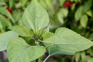 Lire la suite à propos de l’article Pourquoi mon tournesol ne fleurit-il pas : raisons pour lesquelles le tournesol ne fleurit pas