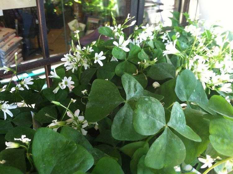 Lire la suite à propos de l’article Plantes d'intérieur Shamrock : Comment faire pousser une plante de trèfle en pot